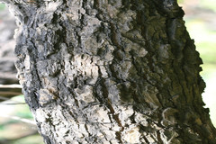 Erythrina crista-galli